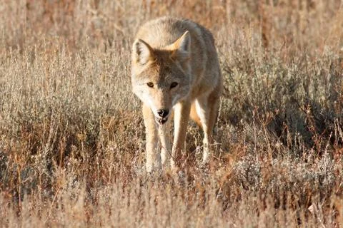 Coyote walking in grass Stock Photos