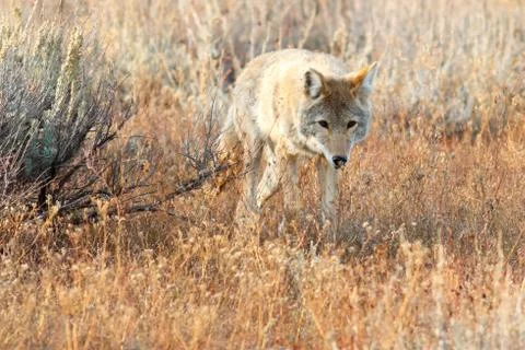Coyote walking in grass Stock Photos