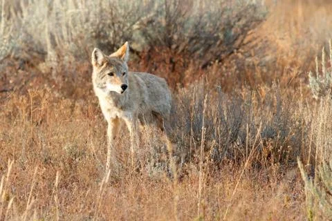 Coyote walking in grass Stock Photos