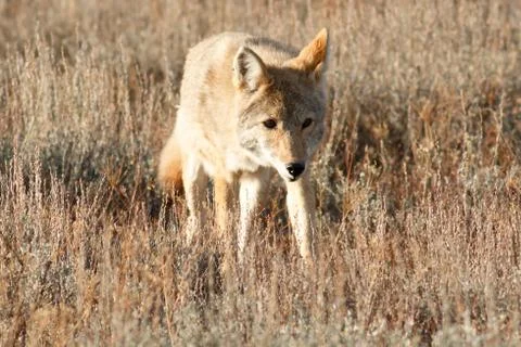 Coyote walking in grass Stock Photos