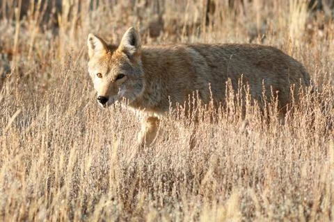 Coyote walking in grass Stock Photos