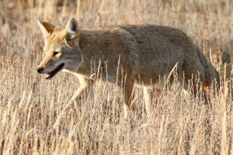 Coyote walking in grass Stock Photos