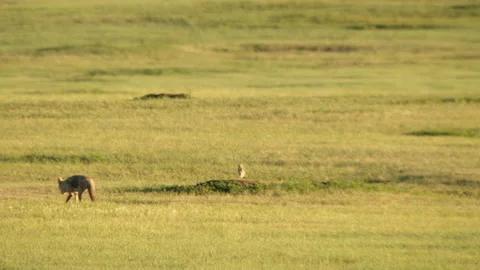 Coyote walking in grassland Video stock 139002806