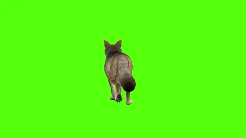 Coyote Walking Green Screen Animation 4K Rendering Stock-Footage 295214597