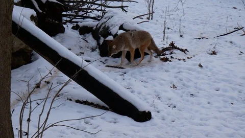 Coyote Walking in the Snow Stock Footage 100975763
