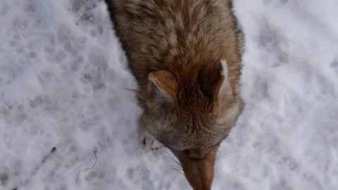 Coyote Walking in Snow Stock Footage 100976617