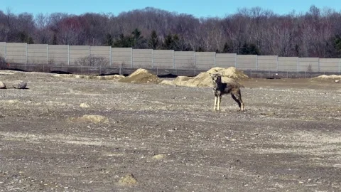 Coyote Walking Through Construction Zone – Daytime Aerial Shot Stock Footage 306979712