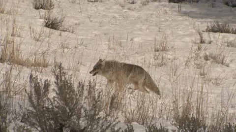 Coyote Walking Through Deep Snow at Yellowstone Stock Footage 22016681