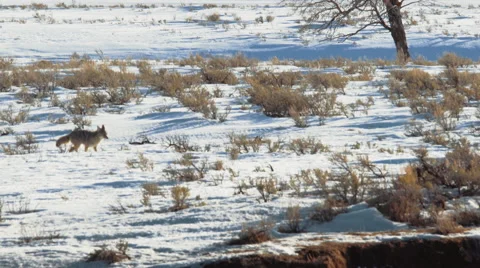 Coyote walking through snow Vídeos de archivo 61579321