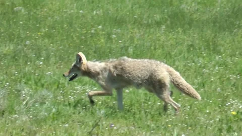 Coyote walks fast in the wild Stock Footage 219450818