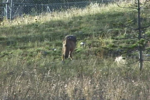 Coyote walks past Elk (1 of 2) Stock Footage