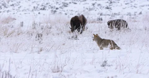A Coyote Walks Through Snow with Bison in the background Vídeo Stock 239973079