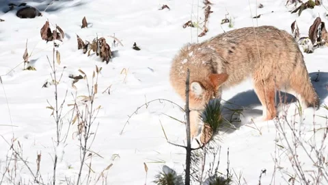 Coyote in the wild Stock Footage 150961345