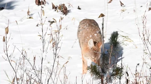 Coyote in the wild Stock Footage 150961347