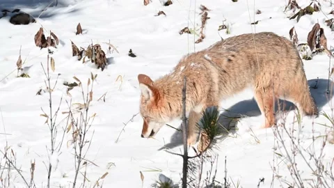 Coyote in the wild Stock Footage 150961397