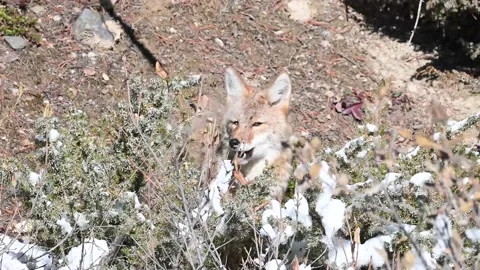 Coyote in the wild Stockbeeldmateriaal 150961410