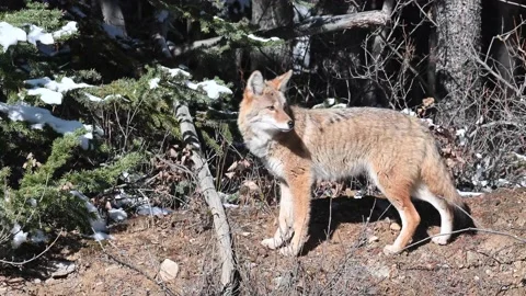 Coyote in the wild Stock Footage 150961453