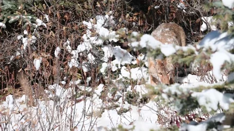 Coyote in the wild Stock Footage 150961467