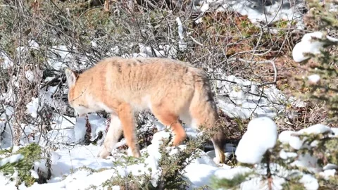Coyote in the wild Stock Footage 150961487