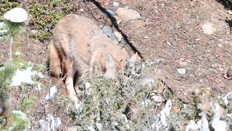Coyote in the wild Stock Footage 150961500