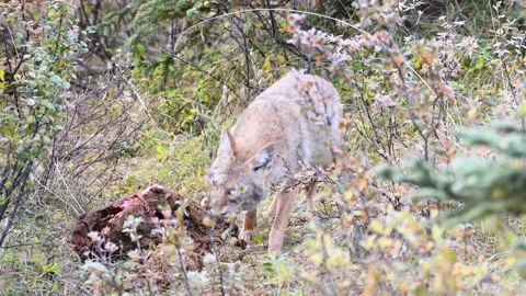 Coyote in the wild Stock Footage 150961591