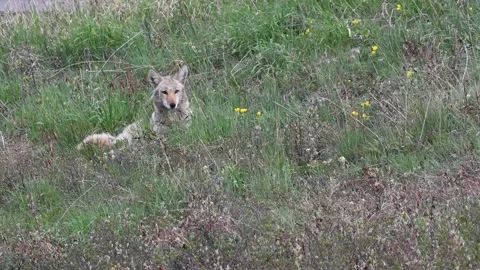 Coyote in the wild Stock Footage 150961771