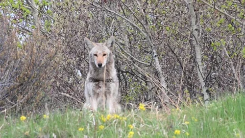 Coyote in the wild Stock Footage 150961805