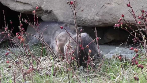 Coyote in the wild Stockbeeldmateriaal 150961850