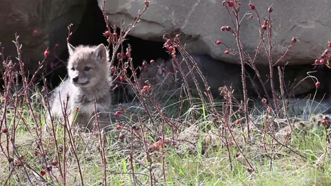 Coyote in the wild Vídeo Stock 150961975
