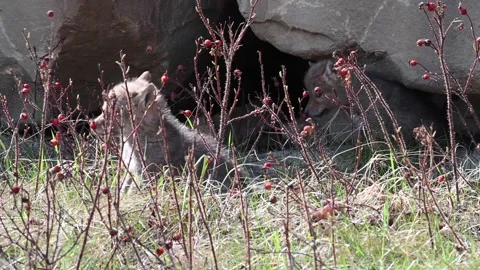 Coyote in the wild 動画素材 150962007