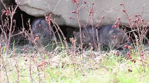 Coyote in the wild Stock Footage 150962056