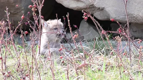 Coyote in the wild Stock-Footage 150962079