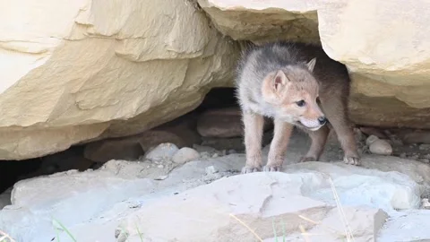 Coyote in the wild Stock Footage 150962117