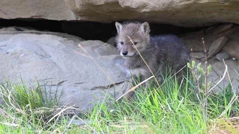 Coyote in the wild Stock Footage 150962132