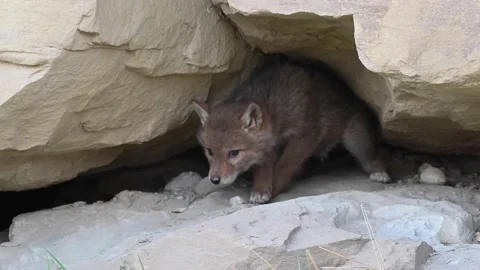 Coyote in the wild Stockbeeldmateriaal 150962163