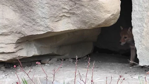 Coyote in the wild Stock Footage 150962164