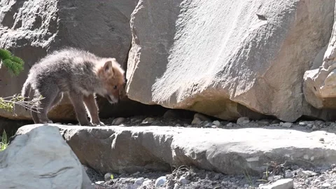Coyote in the wild Stockbeeldmateriaal 150962286