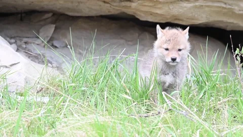 Coyote in the wild Stockbeeldmateriaal 150962306