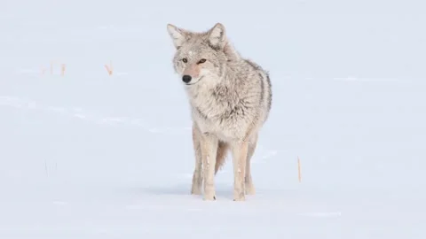 Coyote in the wild Stock Footage 150962365