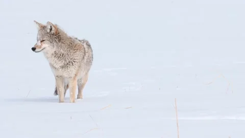 Coyote in the wild Stock Footage 150962375