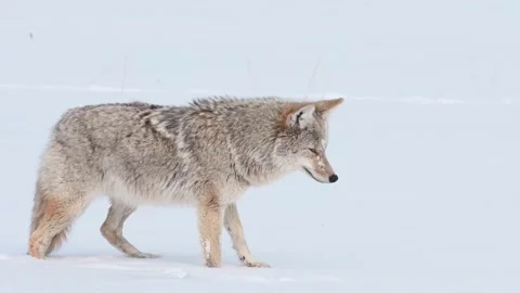 Coyote in the wild Stock Footage 150962379