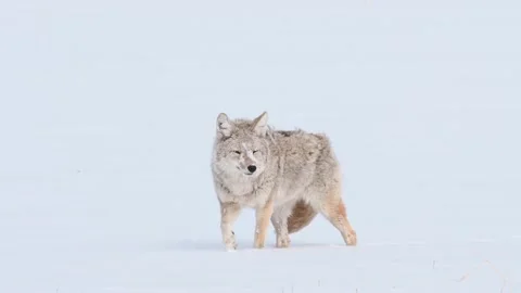 Coyote in the wild 스톡 동영상 150962416