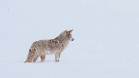 Coyote in the wild Stock Footage 150962472