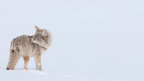 Coyote in the wild 스톡 동영상 150962481