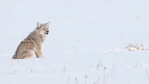 Coyote in the wild Видео 150962498