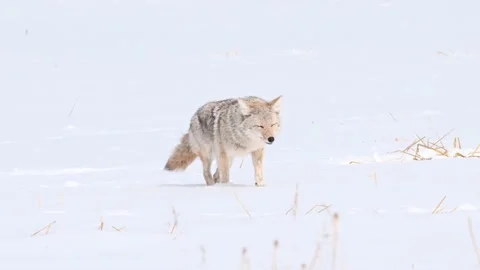 Coyote in the wild Stockbeeldmateriaal 150962536