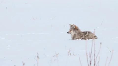 Coyote in the wild Stock Footage 150962739