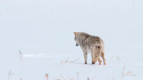 Coyote in the wild Stock Footage 150962747