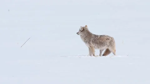 Coyote in the wild Stock Footage 150962753