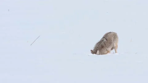 Coyote in the wild Видео 150962807